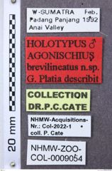 Etikett zu Agonischius brevilineatus (Platia, 2008)